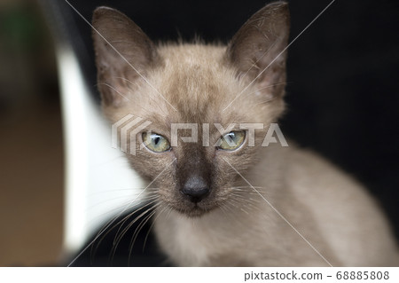 Selective focus kitten on black background. 68885808