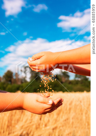 Children's hands holding together and pouring over Children's hands holding together and pouring over 68885959