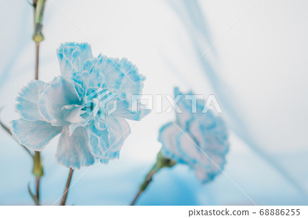 Carnation-23 68886255