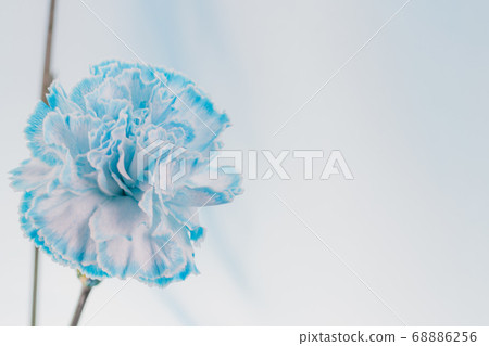 Carnation-22 68886256