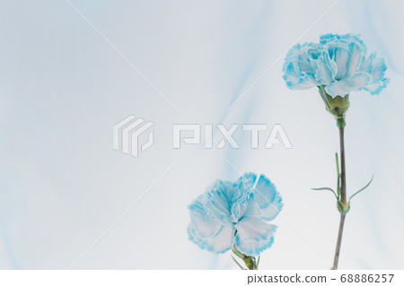 Carnation-21 68886257
