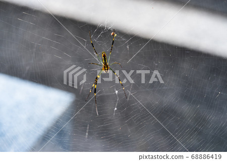 A Nephila spider stretches a cobweb and waits for the bait 68886419