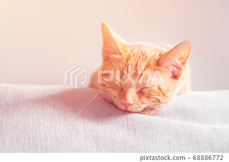 Cute ginger kitten sleeps Cute ginger kitten sleeps 68886772