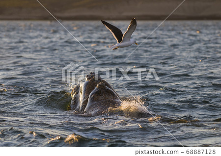Southern Right Whale emerging and breathing 68887128