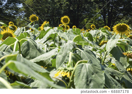 Sunflowers fields 68887178