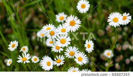Bouquet camomiles on sunny day in nature closeup Bouquet camomiles on sunny day in nature closeup 68887265