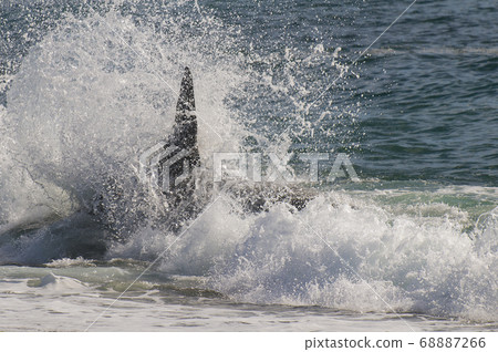Southern Right Whale emerging and breathing Southern Right Whale emerging and breathing 68887266