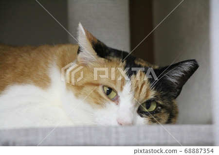 Cat  68887354
