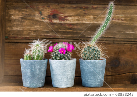 Tiny Cacti in the Pots on Dark Wooden Background Tiny Cacti in the Pots on Dark Wooden Background 68888242