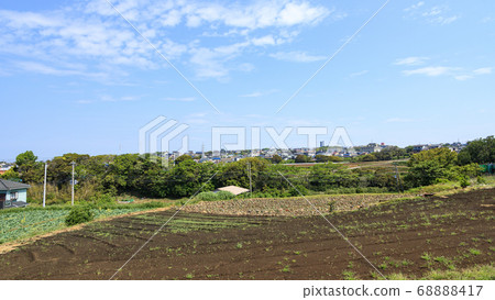Growing in a pumpkin field (plastic house) on the Shonan Miura Peninsula in early summer 68888417