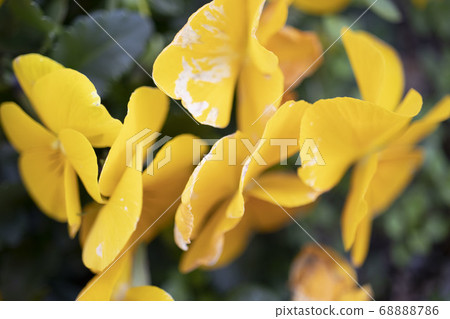 花宏射擊 花宏射擊 68888786