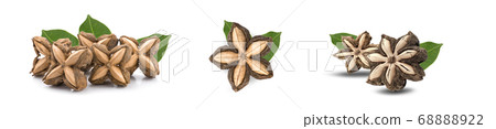 Sacha inchi peanut seed isolate on white Sacha inchi peanut seed isolate on white 68888922