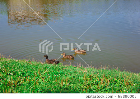 three ducks swim in the lake in front of a green three ducks swim in the lake in front of a green 68890003