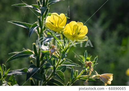Wild flowers in Korea 68890085