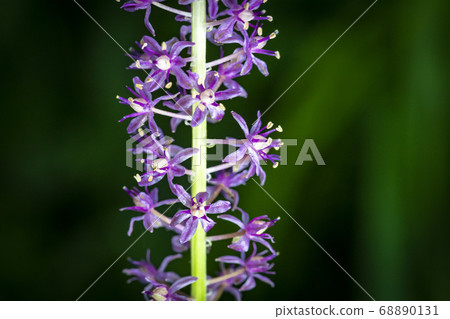 Wild flowers in Korea Wild flowers in Korea 68890131