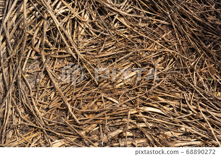 Scatter stalks straw dry straw texture background 68890272