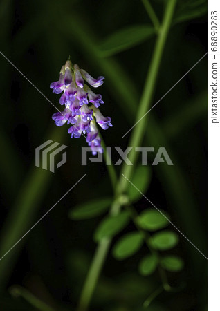 Wild flowers in Korea Wild flowers in Korea 68890283