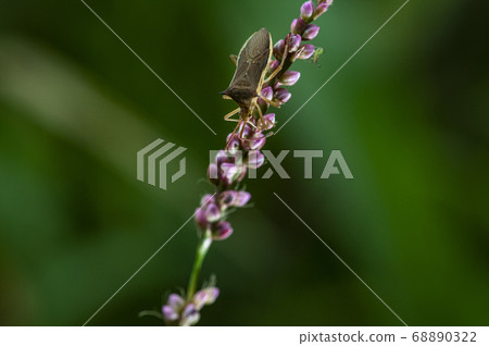 Wild flowers in Korea Wild flowers in Korea 68890322