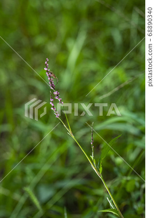 Wild flowers in Korea Wild flowers in Korea 68890340