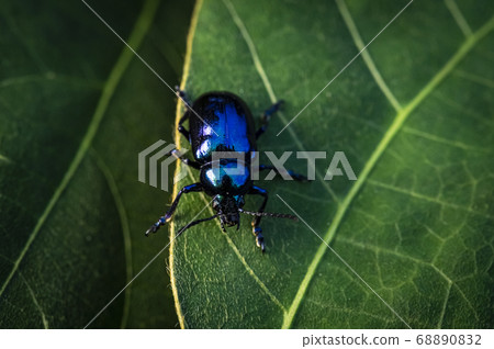 Insects living in Korea 68890832