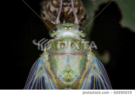 Insects living in Korea Insects living in Korea 68890859