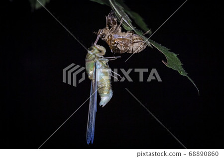 Insects living in Korea 68890860