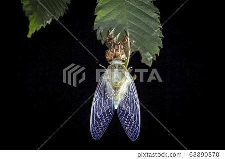 Insects living in Korea Insects living in Korea 68890870