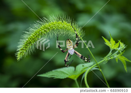 Insects living in Korea 68890910