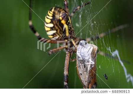 Insects living in Korea Insects living in Korea 68890913