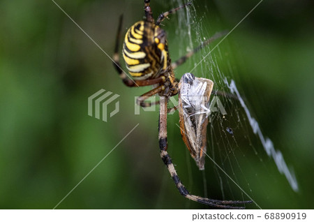 Insects living in Korea 68890919