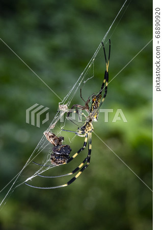 Insects living in Korea Insects living in Korea 68890920