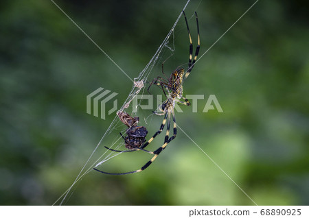 Insects living in Korea 68890925