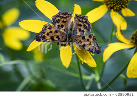 Insects living in Korea 68890931