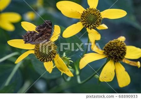 Insects living in Korea 68890933