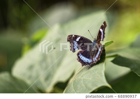 Insects living in Korea 68890937