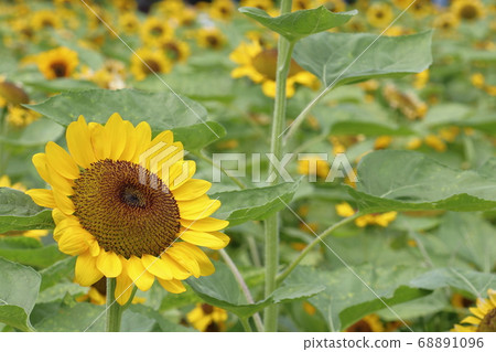 夏天花向日葵 夏天花向日葵 68891096