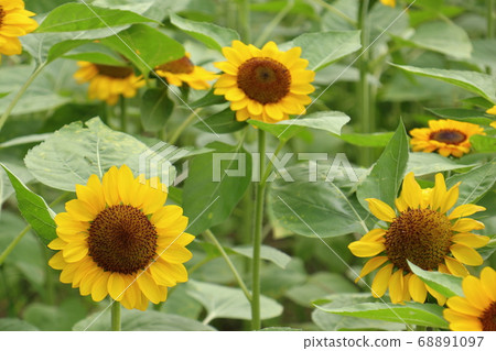 夏天花向日葵 夏天花向日葵 68891097