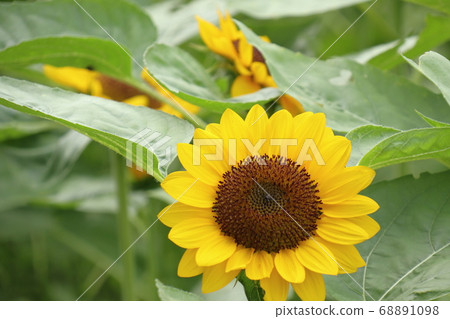 Summer flower sunflower Summer flower sunflower 68891098