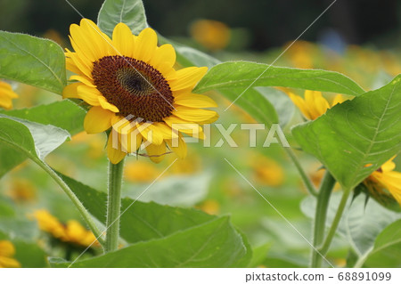 Summer flower sunflower Summer flower sunflower 68891099