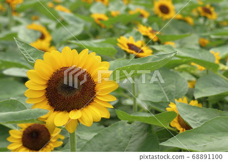 Summer flower sunflower Summer flower sunflower 68891100