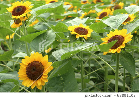 夏天花向日葵 夏天花向日葵 68891102