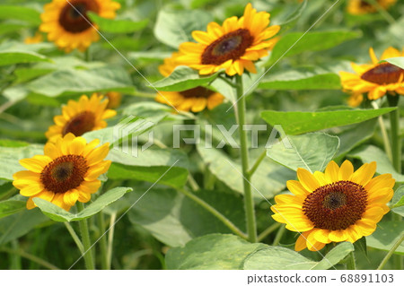 夏天花向日葵 夏天花向日葵 68891103
