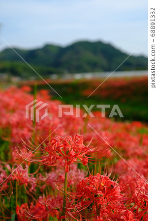 Cluster amaryllis 68891332