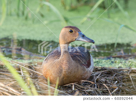 Lesser Whistling Duck (Dendrocygna javanica) Lesser Whistling Duck (Dendrocygna javanica) 68892044