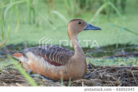 Lesser Whistling Duck (Dendrocygna javanica) Lesser Whistling Duck (Dendrocygna javanica) 68892045