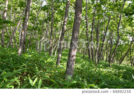 原始森林（北海道Ku路市K路濕地天文台/北斗） 68892238