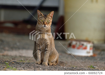 Stray cats of Amakusa and Tsukishima 68892724