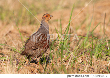 Little grey partridge standing on field in summer. Little grey partridge standing on field in summer. 68893007