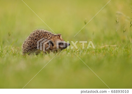 Northern white-breasted hedgehog sniffing on meadow with copy space. 68893010