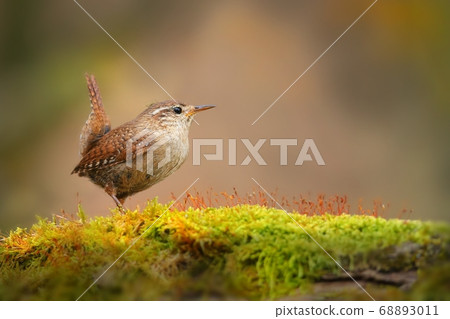 Little eurasian wren sitting on moss in autumn nature. 68893011